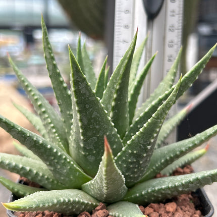 Tulista 'David Grisbby' (T. pumila x T. marginata)