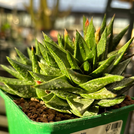 x Bicarinata Astrolist