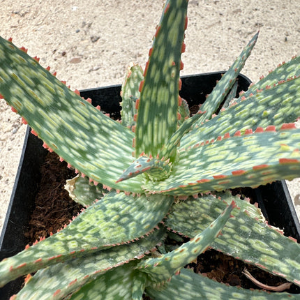 Aloe 'Orange Marmalade’ | Aloe 'Red' Aloe híbrido KG
