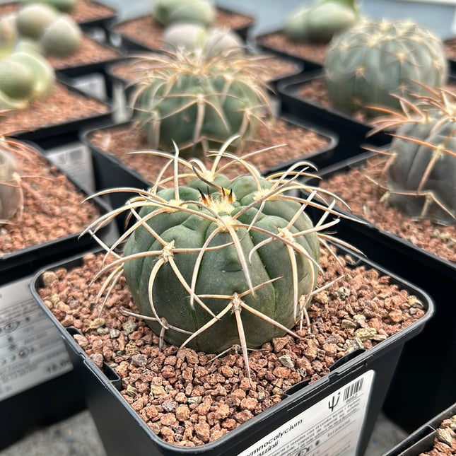 Gymnocalycium spegazzinii