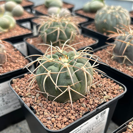 Gymnocalycium spegazzinii