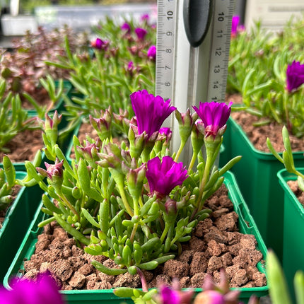 Lampranthus aurantiacus