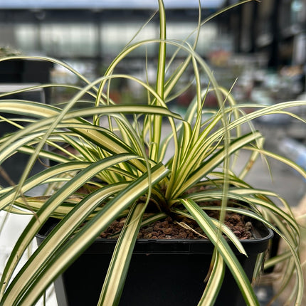 Carex oshimensis evergold
