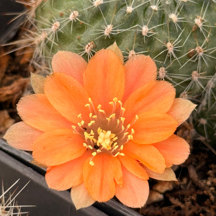 Rebutia minuscula