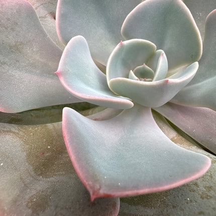 Echeveria ‘Pink Diamond' |Echeveria Diamante Rosa