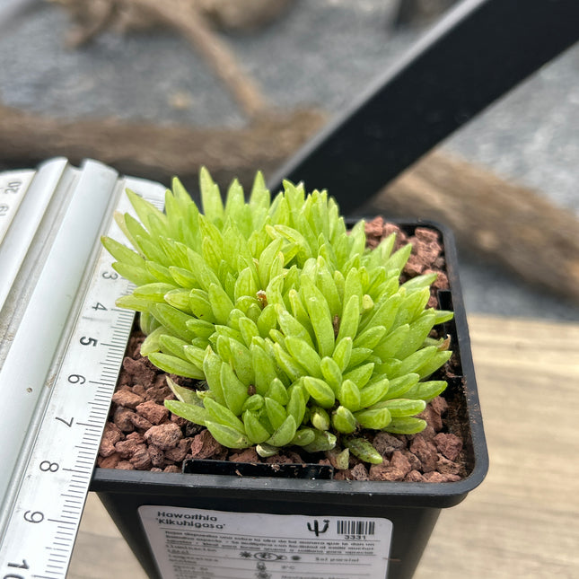Haworthia 'Kikuhigasa'