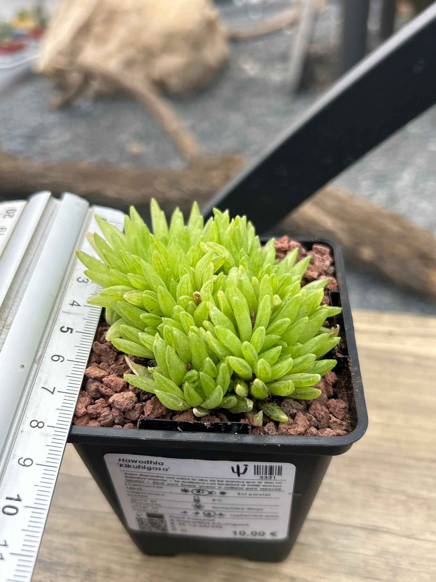 Haworthia 'Kikuhigasa'