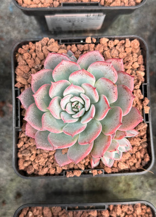 Echeveria 'Tamina'