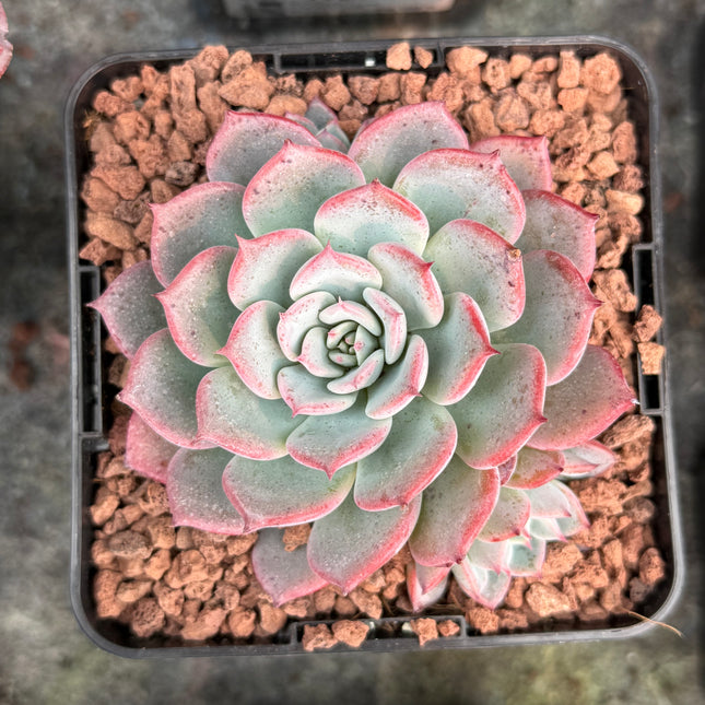 Echeveria ‘Tamina’