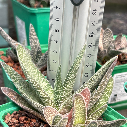 Gasteria carinata var. carinata