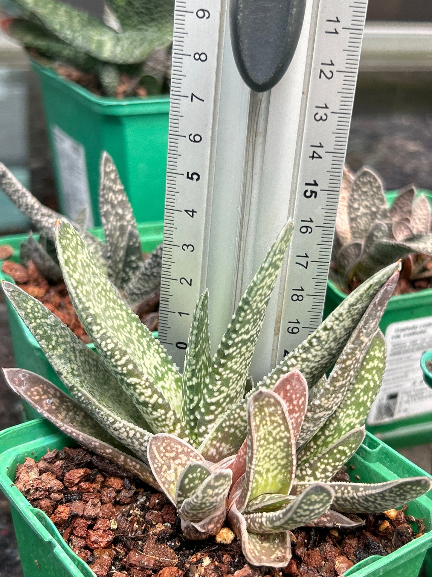 Gasteria carinata var. carinata