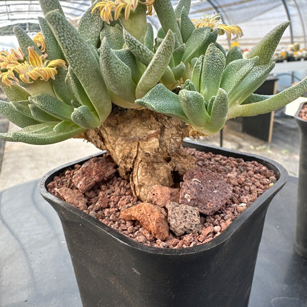 Nananthus vittatus | Nananthus de bandas