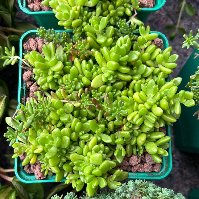 Sedum rubrotinctum