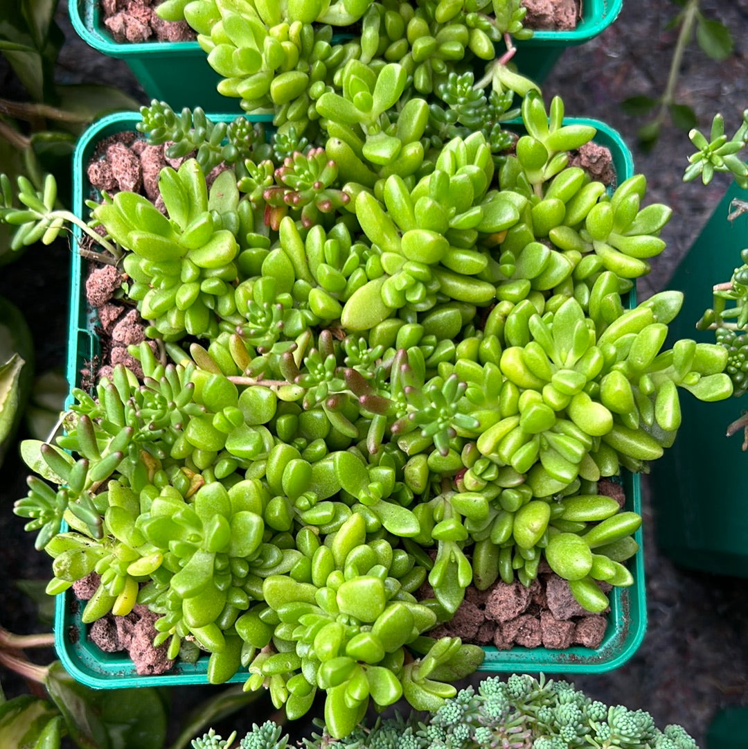 Sedum rubrotinctum