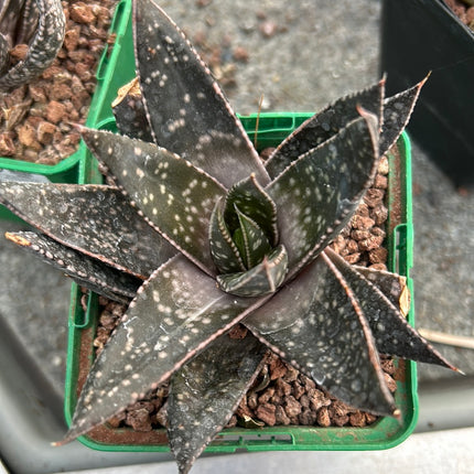 x Gasteraloe 'Tess'