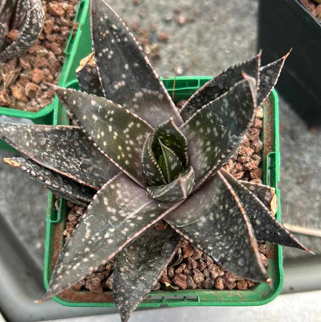 x Gasteraloe “Tess”