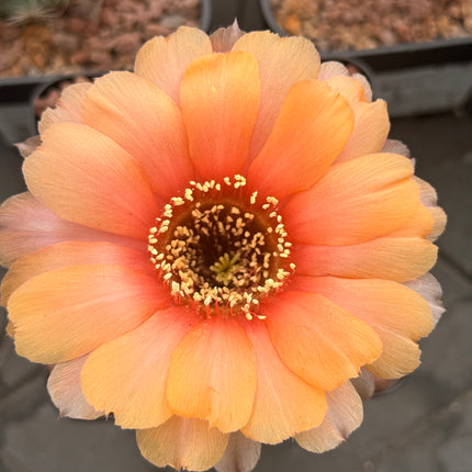 Lobivia haemantha subsp. densispina