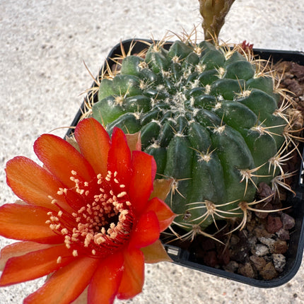 Lobivia brevifolia