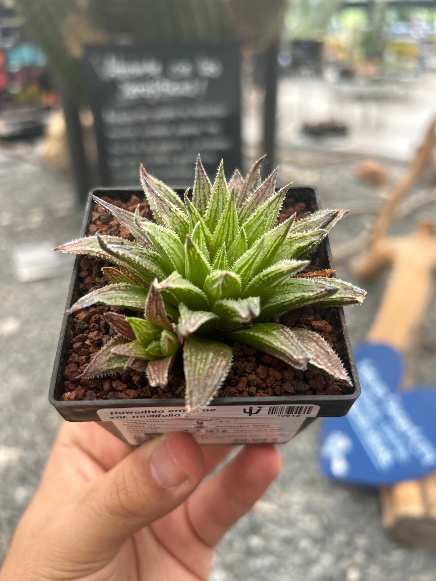 Haworthia emelyae var. multifolia