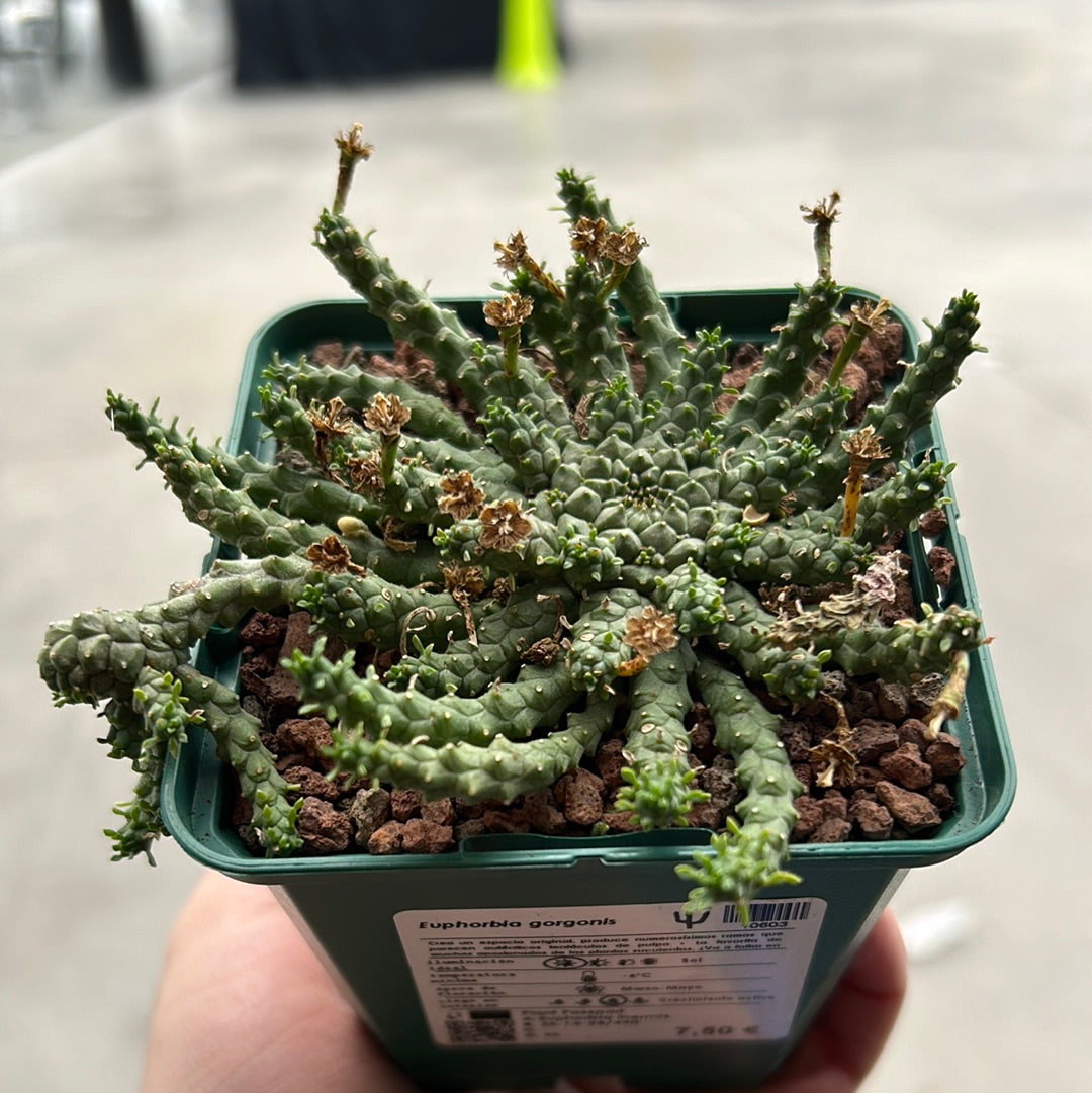 Euphorbia gorgonis