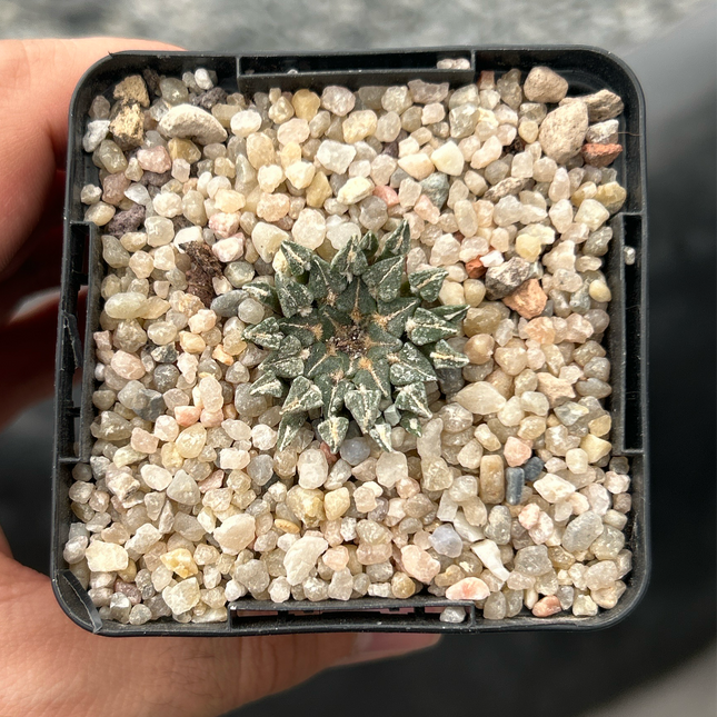 Ariocarpus kotschoubeyanus albiflorus VM220 Tula