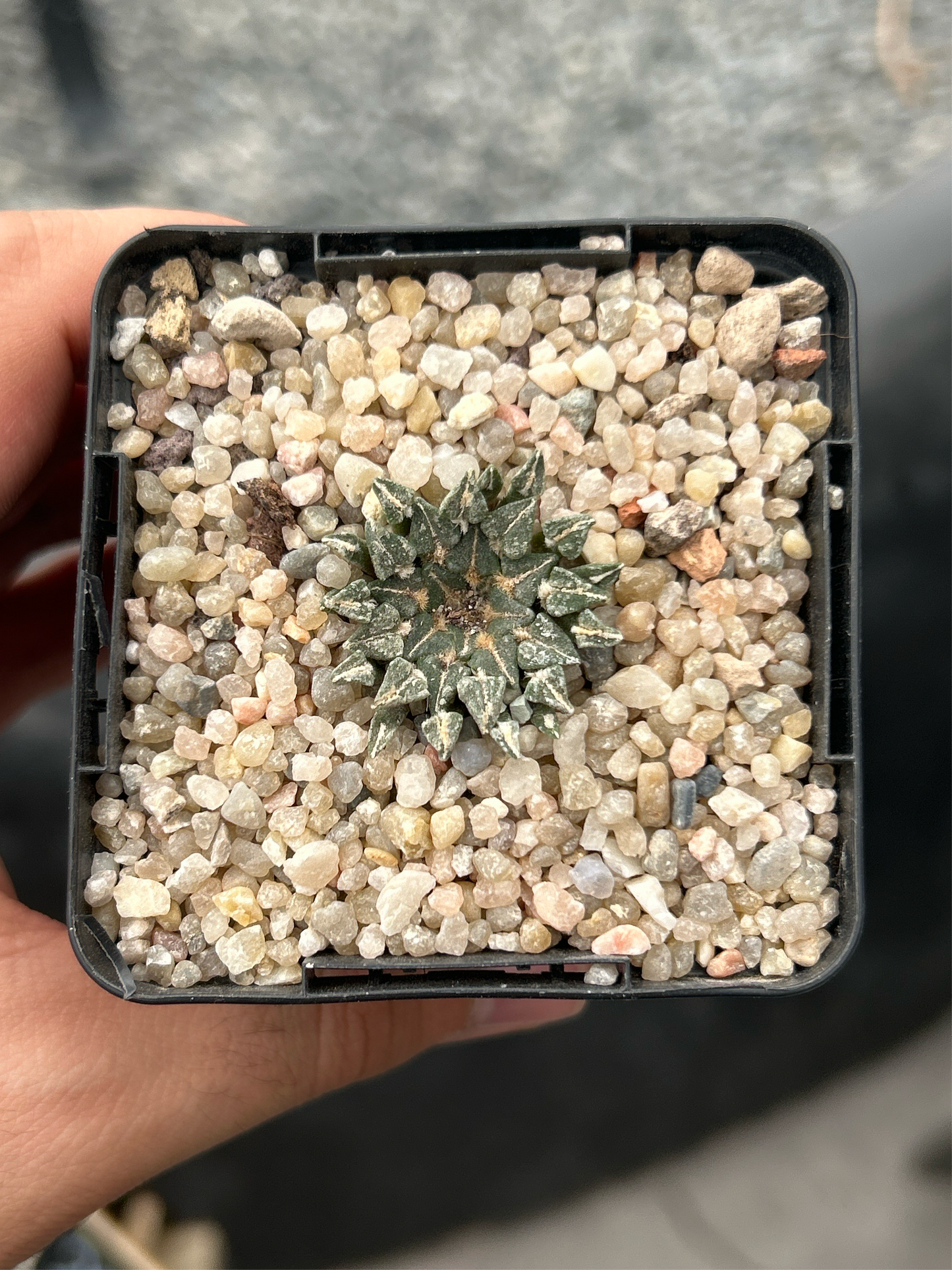 Ariocarpus kotschoubeyanus albiflorus VM220 Tula