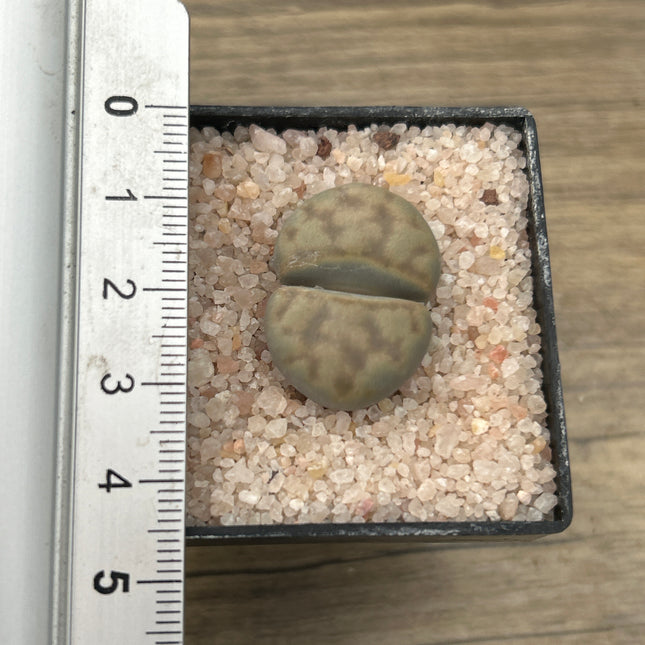 Lithop karasmontana var. Opalin