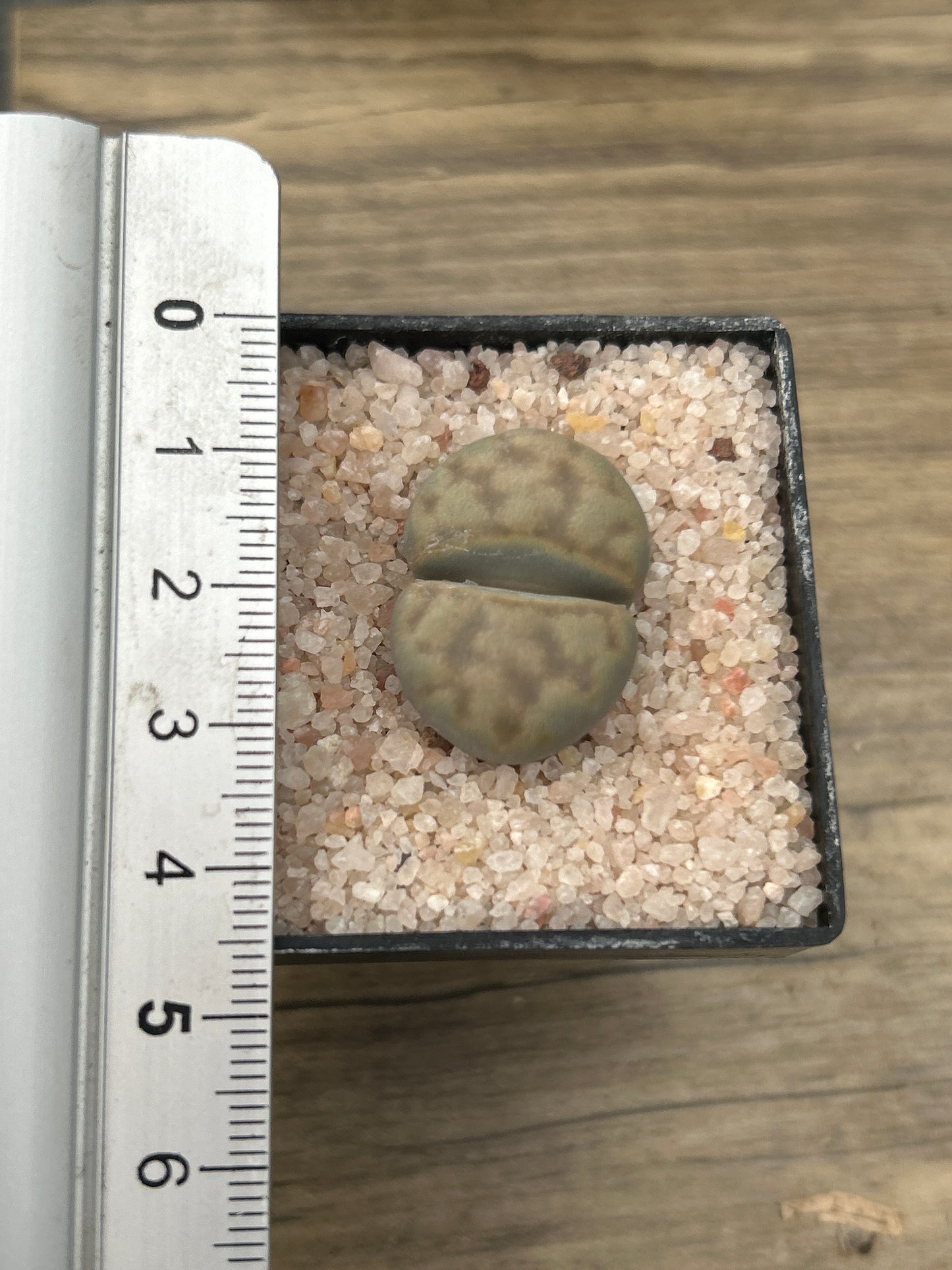 Lithop karasmontana var. opalina