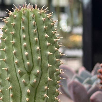 Hoodia gordonii