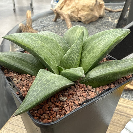 Haworthia 'Hayashi'