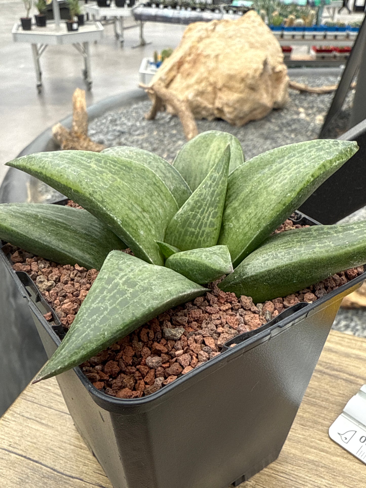 Haworthia ‘Hayashi’