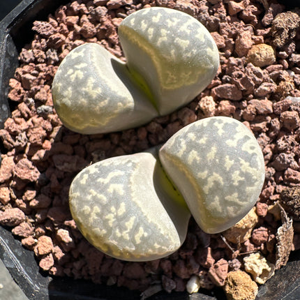 Lithops marmorata var. marmorata C365