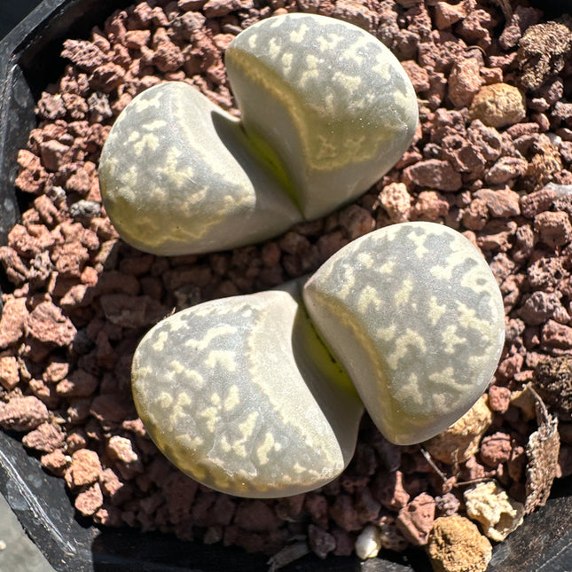 Lithops marmorata var. marmorata C365