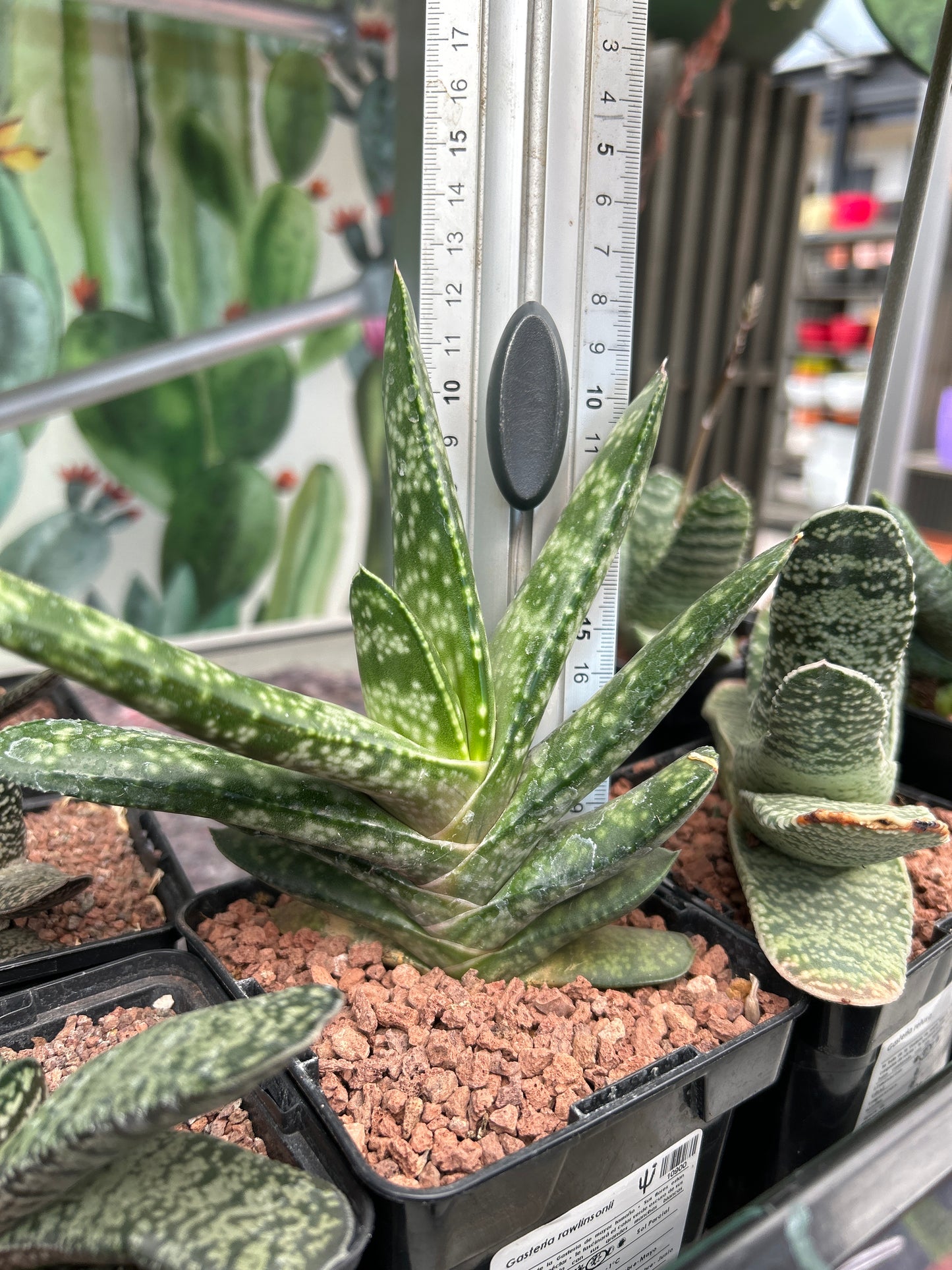 Gasteria rawlinsonii