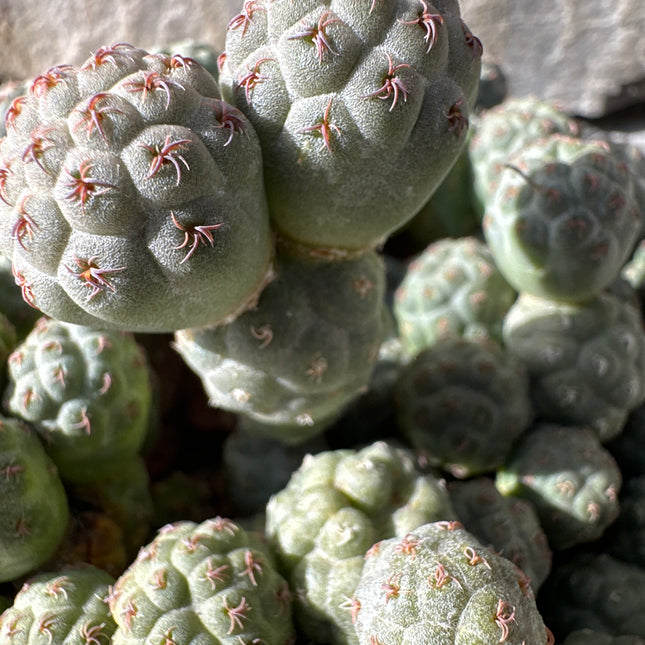 Tephrocactus aoracanthus