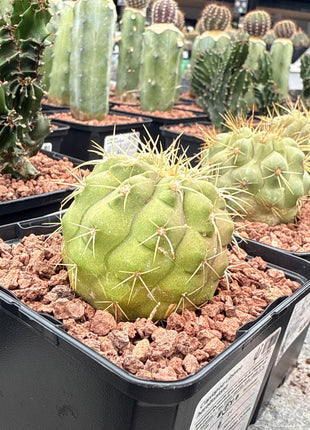Copiapoa cinerea haseltoniana