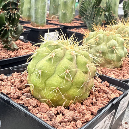 Copiapoa cinerea haseltoniana
