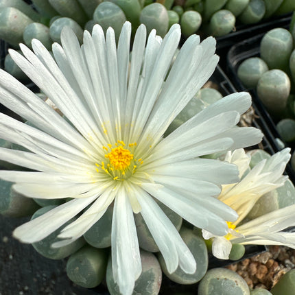 Fenestraria rhopalophylla | Deditos de bebé