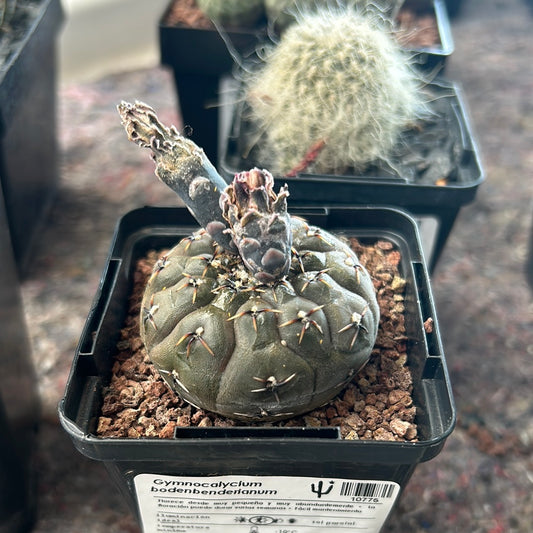 gymnocalycium bodenbenderianum