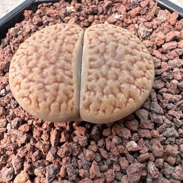 Lithops hookeri var. marginata C088