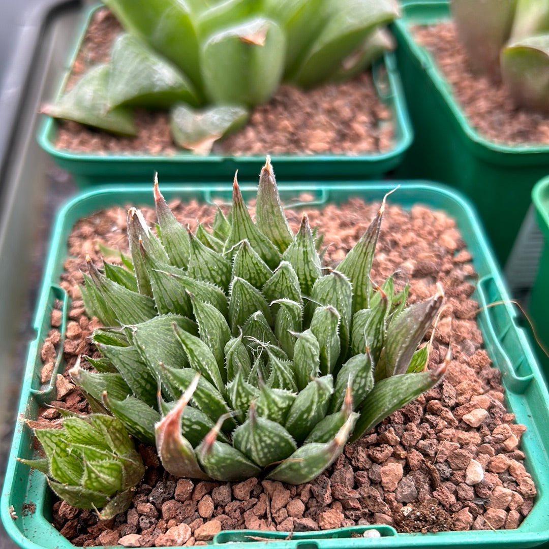 Haworthia-Aquamarin