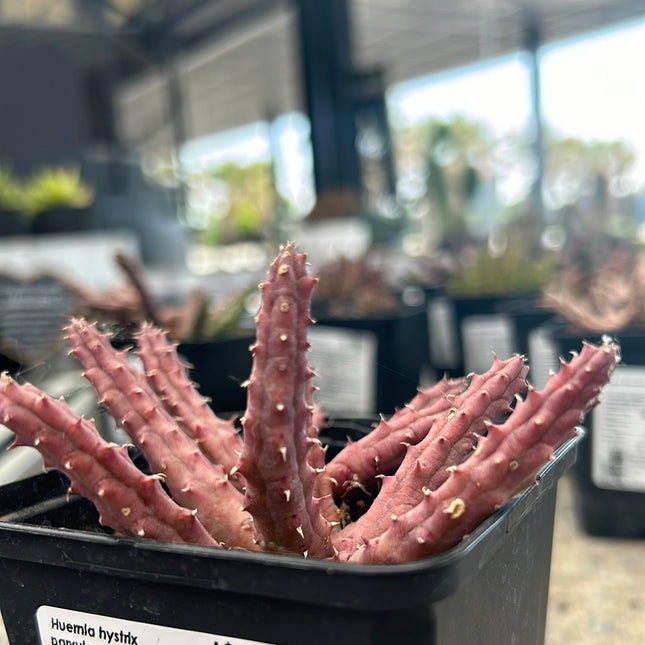 Huernia hystrix parvula