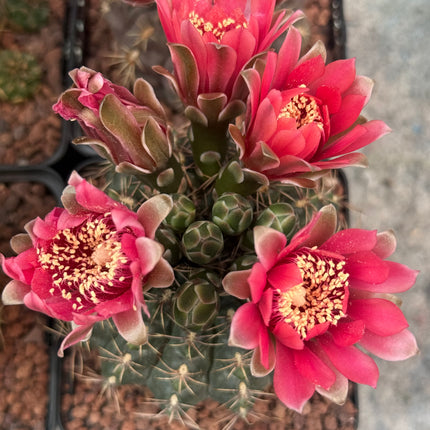Gymnocalycium baldianum