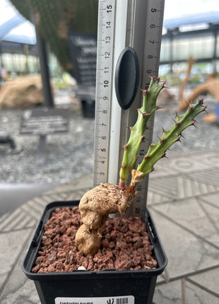 Euphorbia knuthii
