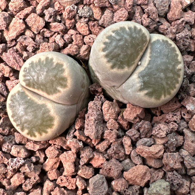 Lithops salicola C049