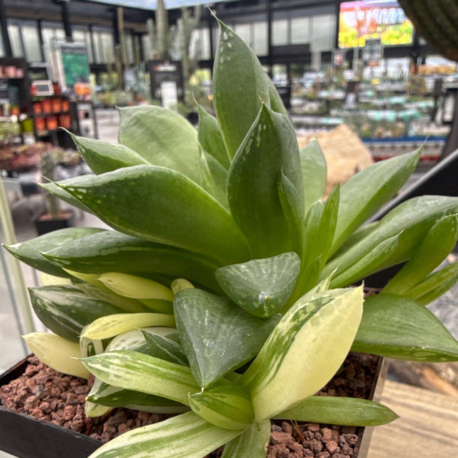 Haworthia 'Cuspitata' f. variegata