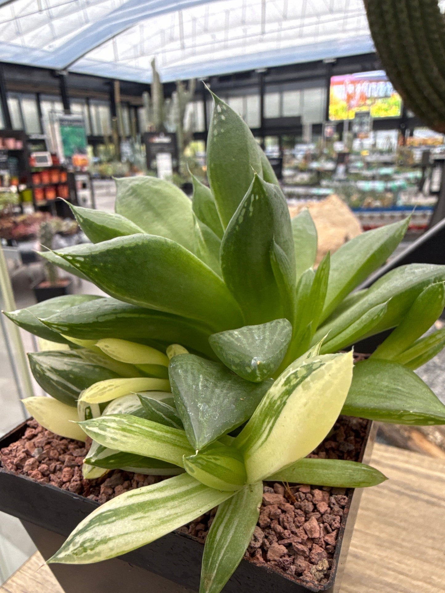 Haworthia 'Cuspitata' f. variegata