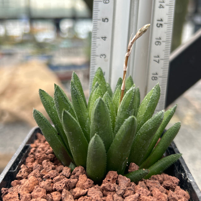 Haworthia 'Green Sword'