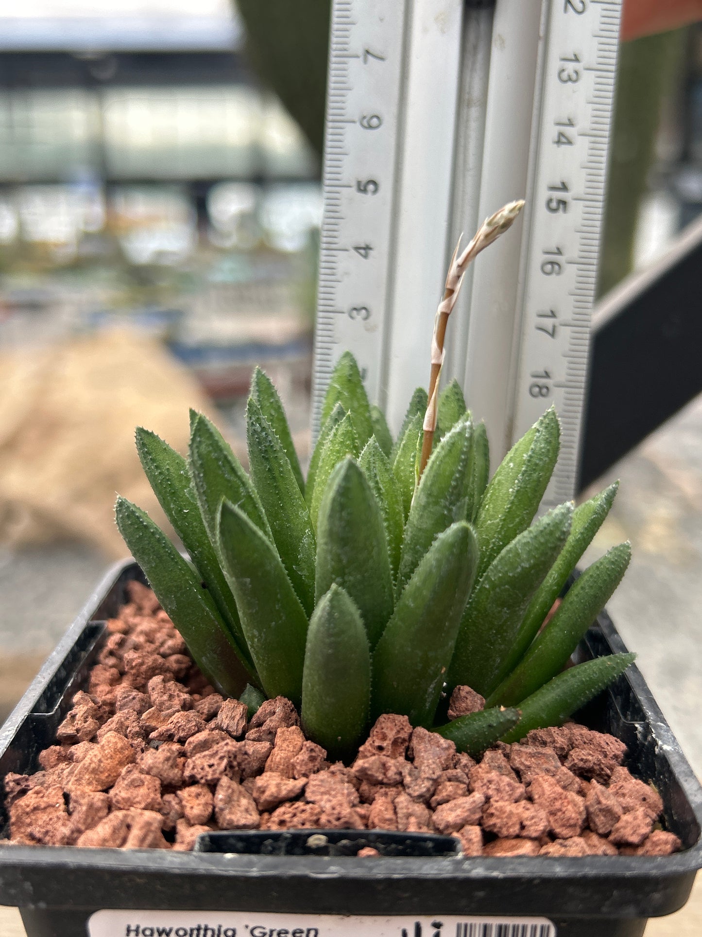 Haworthia 'Green Sword'