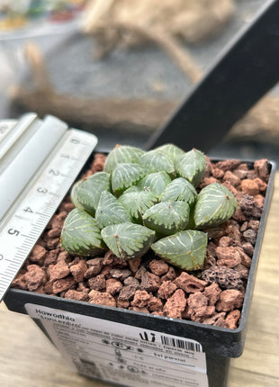 Haworthia 'Sansenjyo'